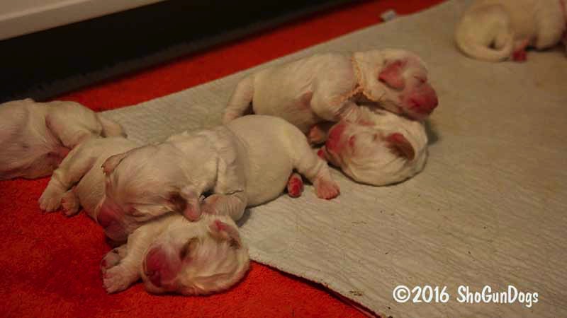 A short description about the picture goes here